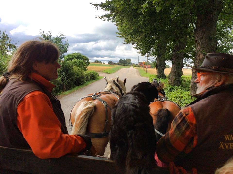 Två ardennrar travar med vagn på Hven
